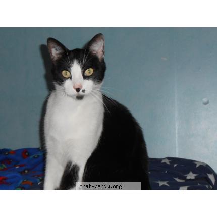 Foto 1/1 WISKY Chat perdido en St genis laval