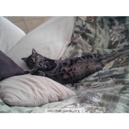 Foto 1/3 Juanita Chat perdido en Draguignan