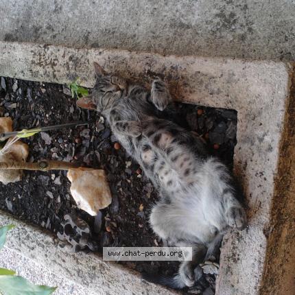 Foto 2/3 Juanita Chat perdido en Draguignan