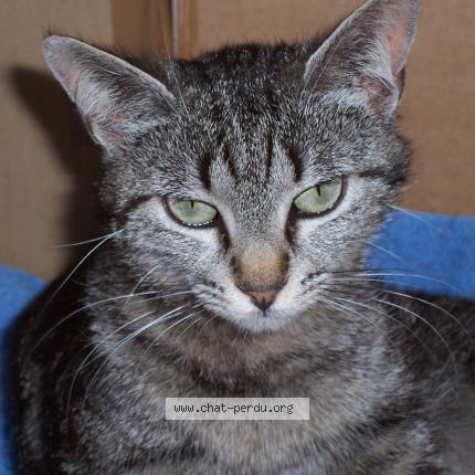 Foto 3/3 Juanita Chat perdido en Draguignan