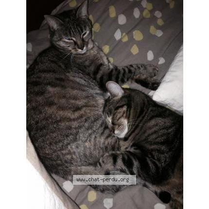 Foto 1/1 izy Chat perdido en Craponne