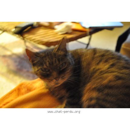 Foto 1/1 Minette Chat perdido en Crainvilliers