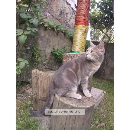 Foto 1/4 LEO Chat perdido en Le port marly