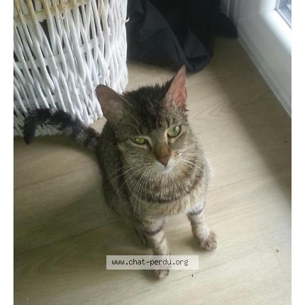 Foto 1/1 Clochette Chat perdido en Nantes
