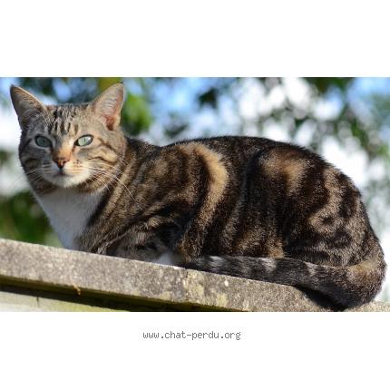 Foto 1/1 GRISHA Chat perdido en Audenge