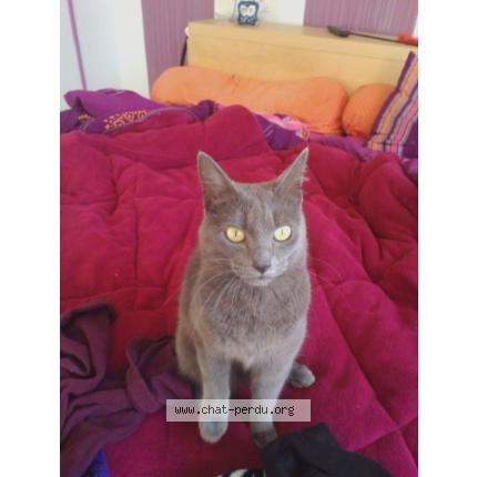 Foto 1/1 Bianca Chat perdido en Paimboeuf