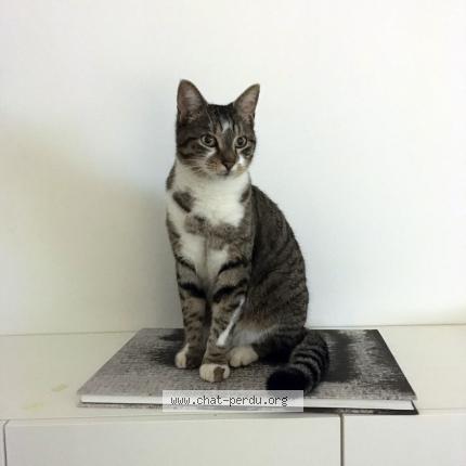 Foto 1/1 Jango Chat perdido en Benodet