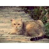 Foto del gato perdido en Velone Orneto