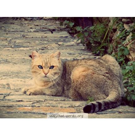 Foto 1/1 Didi Chat perdido en Velone orneto