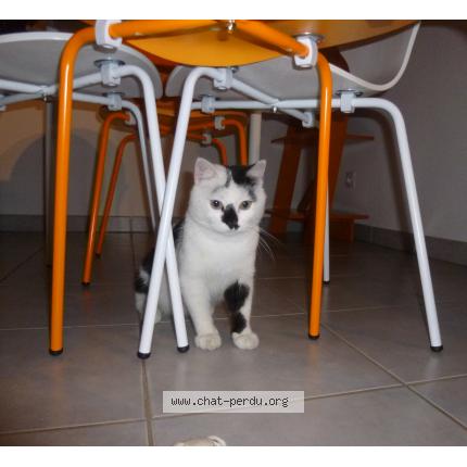 Foto 1/1 Copain Chat perdido en Les angles