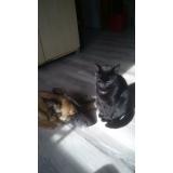 Foto del gato perdido en Beaumont Le Hareng