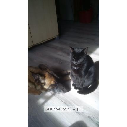 Foto 1/1 J'Katon Chat perdido en Beaumont le hareng