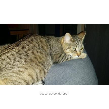 Foto 1/1 Sencha Chat perdido en Pont pean