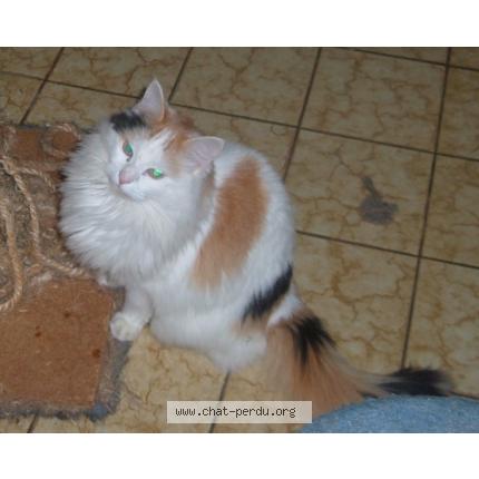 Foto 1/1 Carmina Chat perdido en Bazoges en pareds