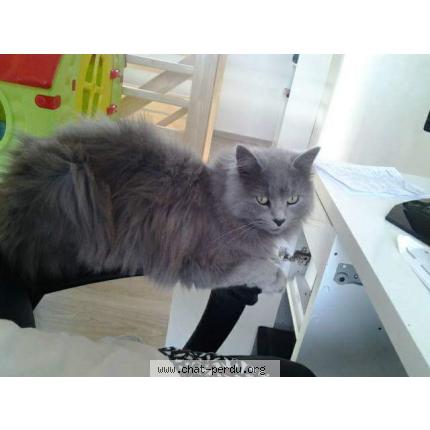 Foto 1/1 Harley Chat perdido en Lesneven