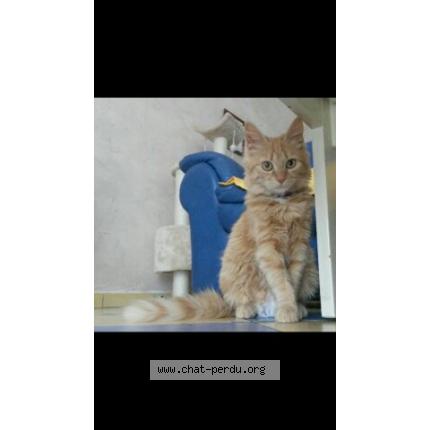 Foto 1/1 Kiara Chat perdido en Meillon