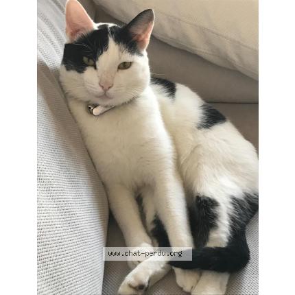 Foto 1/1 Chipset Chat perdido en Erce en lamee