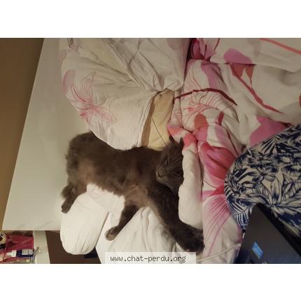 Foto 1/1 Grim Chat perdido en Quincampoix