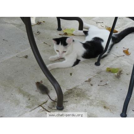 Foto 1/1 ALLENCOIS Chat perdido en Avignon