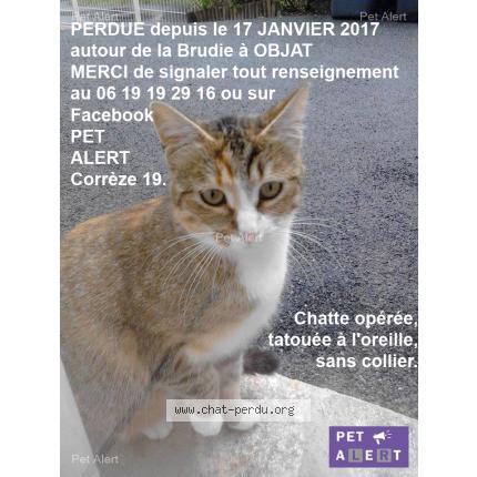 Foto 1/1 Apéro ou mimine Chat perdido en Objat