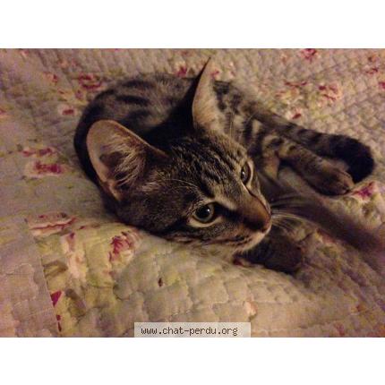 Foto 1/1 LANA Chat perdido en Saint esteve