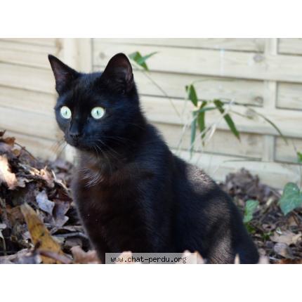 Foto 1/1 Noé Chat perdido en Gujan mestras