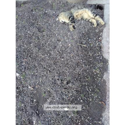 Foto 1/1 Gato encontrado Encontrado en Saint pierre les nemours