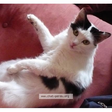 Foto 1/1 Sian Chat perdido en Ales