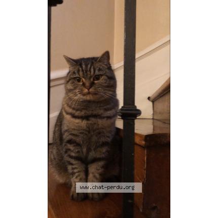 Foto 1/1 Gaia Chat perdido en Nantes