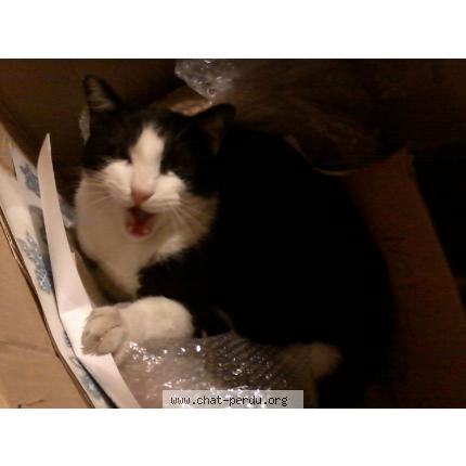 Foto 1/1 Shalom Chat perdido en Villeneuve sur lot