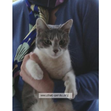 Foto 1/1 Gato encontrado Encontrado en Fermaincourt