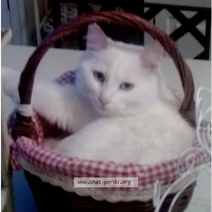 Foto 1/1 Majesté Chat perdido en Graulhet