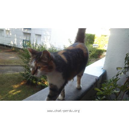 Foto 1/1 Pinkie Chat perdido en Nantes