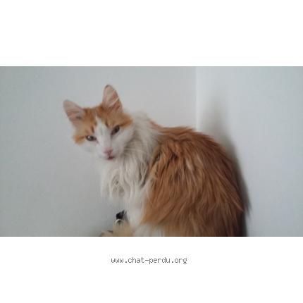 Foto 1/1 Andy Chat perdido en Saint mande