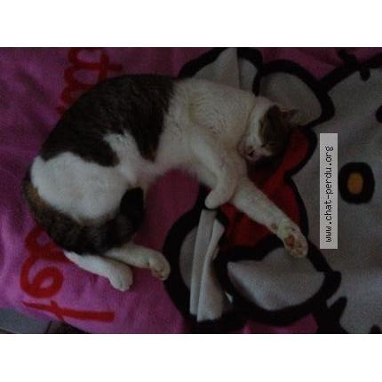 Foto 2/2 BELLA Chat perdido en Colomiers