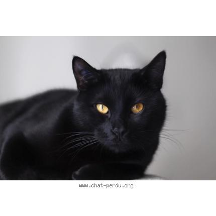 Foto 1/1 Mischka Chat perdido en Paris