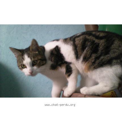 Foto 1/1 Boubouille Chat perdido en Onnaing