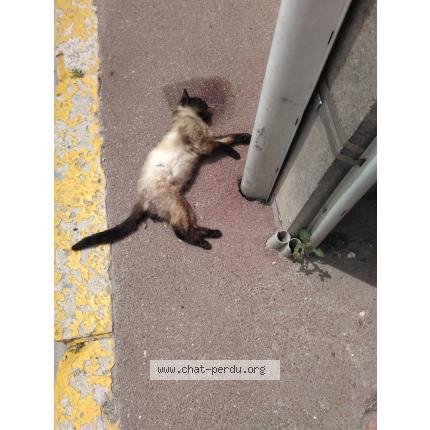 Foto 1/1 Gato encontrado Encontrado en Souppes sur loing