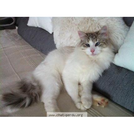 Foto 1/1 OZY Chat perdido en Montagnole