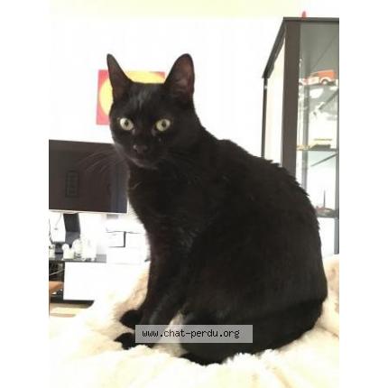 Foto 1/1 LILO Chat perdido en Marcigny