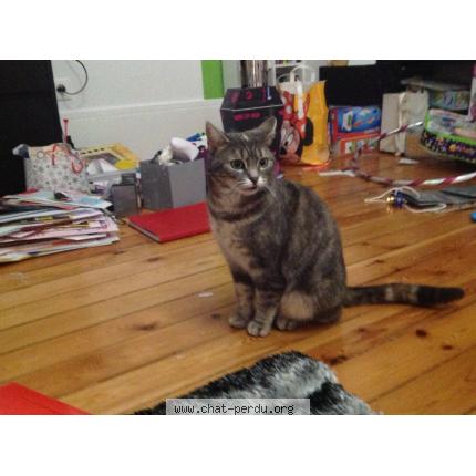 Foto 1/1 Mistie Chat perdido en Taverny