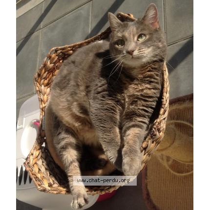 Foto 1/1 Isatis Chat perdido en Boulogne billacourt