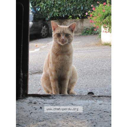 Foto 1/1 FRIPON Chat perdido en Chambery