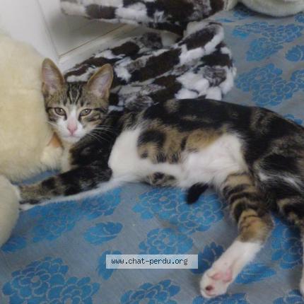 Foto 1/1 Osiris Chat perdido en Persan