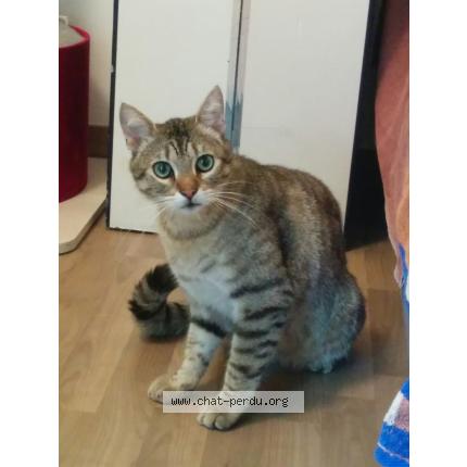 Foto 1/1 CALI Chat perdido en Nancy