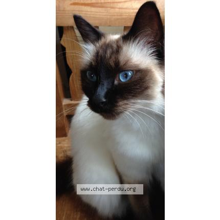 Foto 1/1 Néo Chat perdido en Sevres