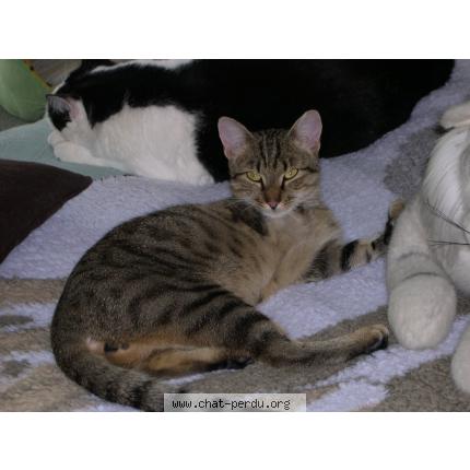 Foto 1/1 Barnabé Chat perdido en Strasbourg