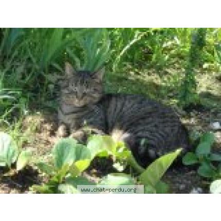 Foto 1/1 Zola Chat perdido en Montauban