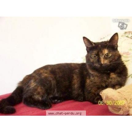 Foto 1/1 Lizzie Chat perdido en Le vesinet