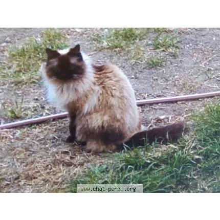 Foto 1/1 Pitchou Chat perdido en Nimes